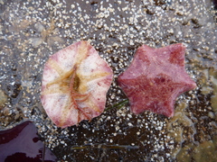 Meridiastra medius