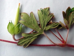 Geranium microphyllum