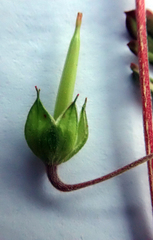 Geranium microphyllum