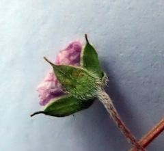 Geranium microphyllum