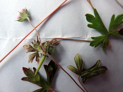 Geranium microphyllum