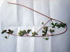 Geranium microphyllum