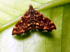 Pyrausta
