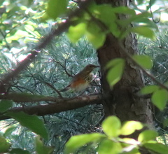Turdus hortulorum