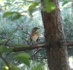 Turdus hortulorum