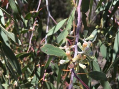Eucalyptus tenuiramis