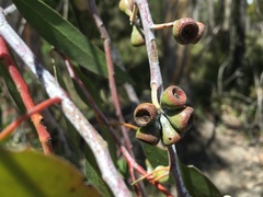 Eucalyptus tenuiramis