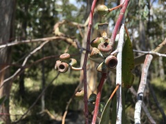 Eucalyptus tenuiramis