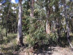 Eucalyptus tenuiramis