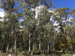 Eucalyptus tenuiramis