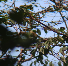 Phylloscopus borealis