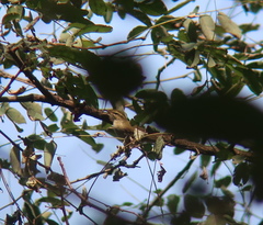 Phylloscopus borealis