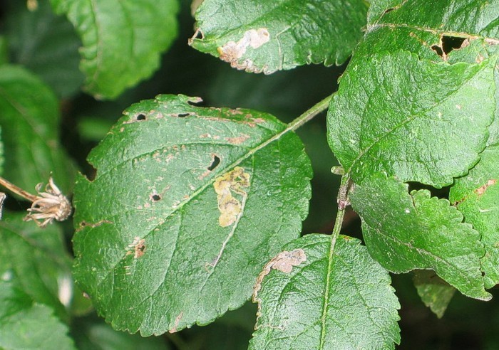 Common Fruit-tree Pigmy
