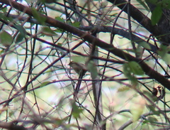 Phylloscopus borealis