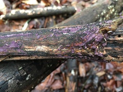 Corticium roseocarneum