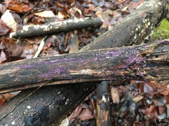 Corticium roseocarneum