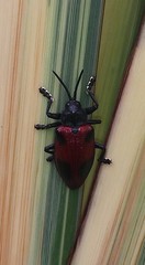 Coraliomela quadrimaculata