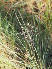 Muhlenbergia expansa