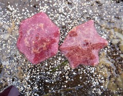 Meridiastra medius