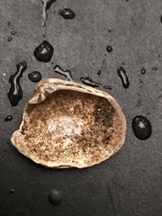 Ruditapes philippinarum