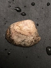 Ruditapes philippinarum