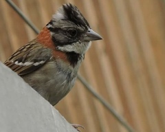 Zonotrichia capensis