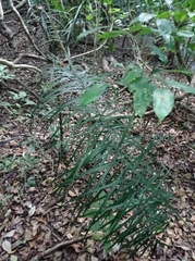 Chamaedorea glaucifolia