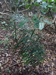 Chamaedorea glaucifolia