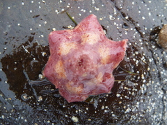 Meridiastra medius