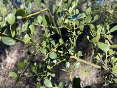 Ceanothus spinosus