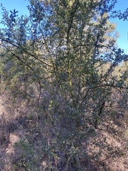 Ceanothus spinosus