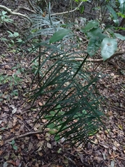 Chamaedorea glaucifolia