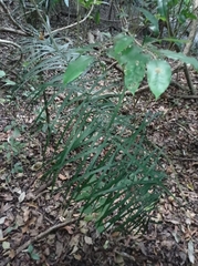 Chamaedorea glaucifolia