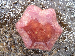 Meridiastra medius