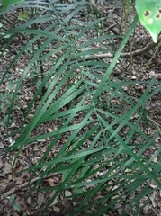 Chamaedorea glaucifolia