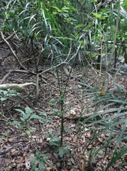 Chamaedorea glaucifolia