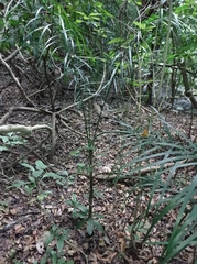 Chamaedorea glaucifolia