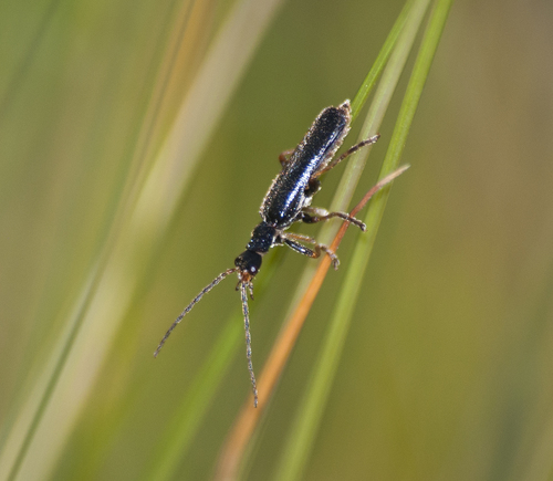 Cantharis flavilabris