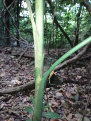 Chamaedorea glaucifolia