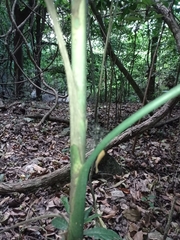 Chamaedorea glaucifolia