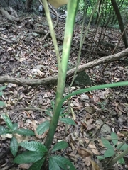 Chamaedorea glaucifolia