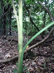 Chamaedorea glaucifolia