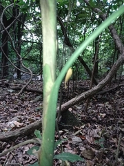 Chamaedorea glaucifolia