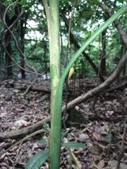 Chamaedorea glaucifolia