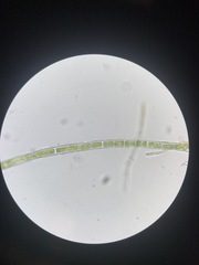 Microspora