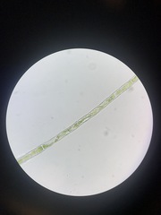 Microspora