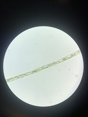 Microspora