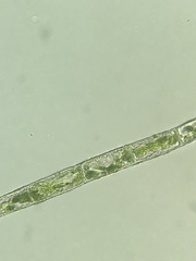 Microspora