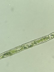 Microspora