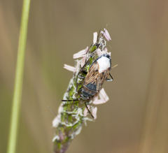 Peritrechus geniculatus